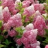 Hydrangea paniculata vanille fraise: obrezivanje, otpornost na mraz, u pejzažnom dizajnu